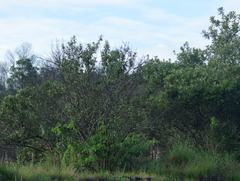 Tarchonanthus trilobus