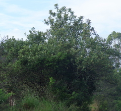 Tarchonanthus trilobus