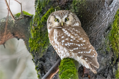 Boreal Owl, photo 5 of 10