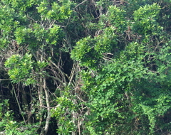 Protorhus longifolia