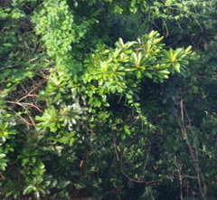 Protorhus longifolia