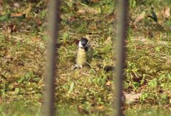 Parus major