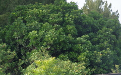 Protorhus longifolia