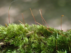 Sematophyllum substrumulosum image