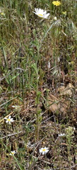 Anthemis ruthenica