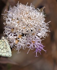 Vernonanthura squamulosa