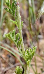 Anthemis ruthenica