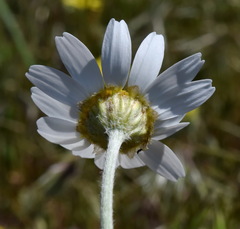 Anthemis ruthenica