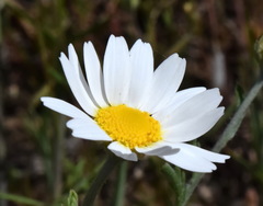 Anthemis ruthenica