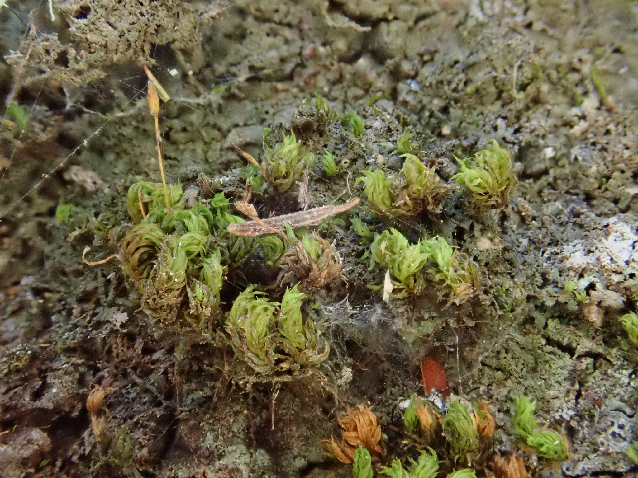 Zygodon rupestris