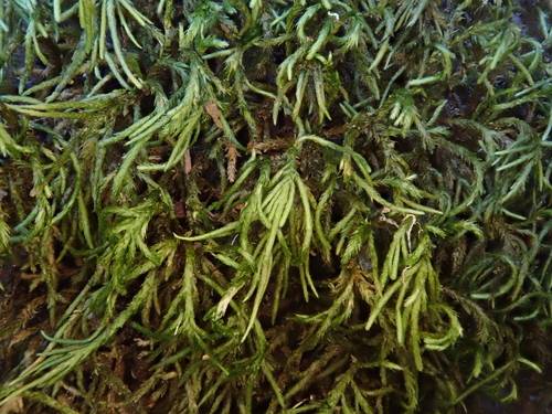 Nogopterium gracile image
