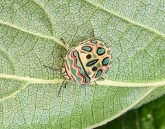 Sphaerocoris annulus