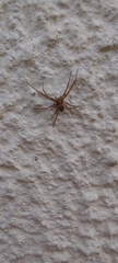 Philodromidae