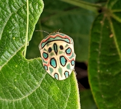 Sphaerocoris annulus