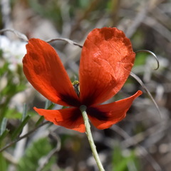 Papaver laevigatum