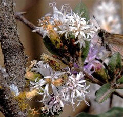 Vernonanthura squamulosa