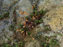 Ptychomitrium nigrescens image
