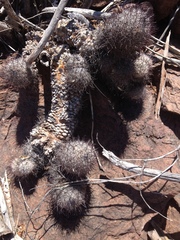 Mammillaria sheldonii
