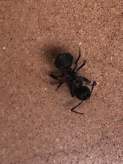 Camponotus mus