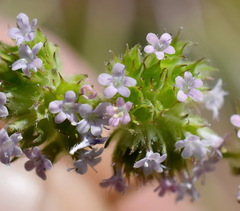 Valerianella coronata