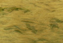 Freshwater Mullet photo 3