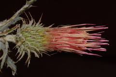 Cirsium arizonicum arizonicum