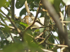 Campethera mombassica