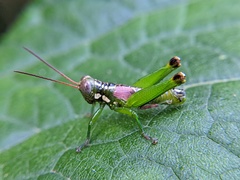 Tergoceracris cerropunta