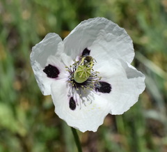 Papaver albiflorum