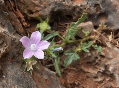 Malva cretica