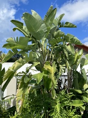 Strelitzia nicolai