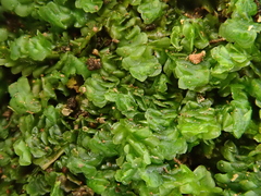 Scapania compacta
