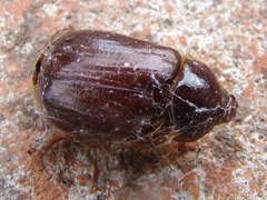 Clavipalpus