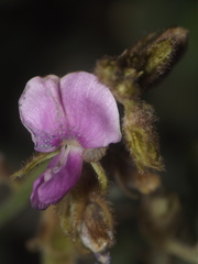Tephrosia villosa