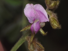 Tephrosia villosa