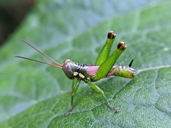 Tergoceracris cerropunta