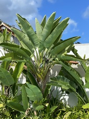 Strelitzia nicolai