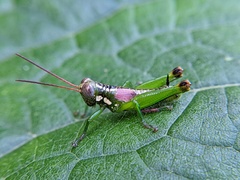 Tergoceracris cerropunta