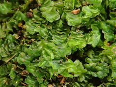 Scapania compacta