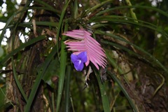 Wallisia cyanea