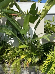 Strelitzia nicolai