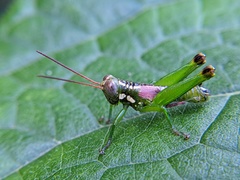 Tergoceracris cerropunta