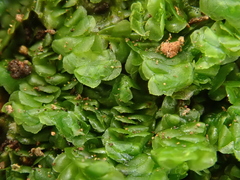 Scapania compacta