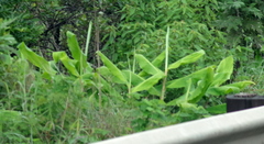 Hedychium gardnerianum