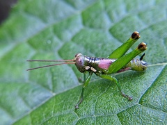 Tergoceracris cerropunta