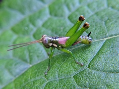 Tergoceracris cerropunta