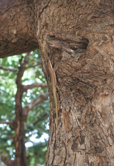 Scelarcis perspicillata