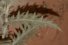 Cirsium arizonicum arizonicum