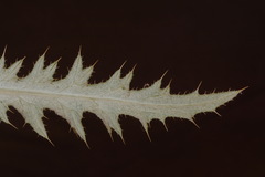 Cirsium arizonicum arizonicum