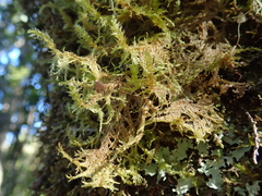 Neckera cephalonica